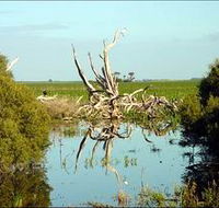 Bool Lagoon Game Reserve and Hacks Lagoon Conservation Park - Goulburn Accommodation