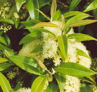 Tumbeela Native Bushfoods - Goulburn Accommodation