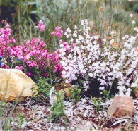Stokes Bay Bush Garden - Goulburn Accommodation