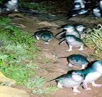 Penneshaw Penguin Centre - Goulburn Accommodation