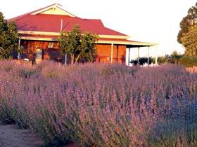 Bella Lavender Estate - Goulburn Accommodation 0
