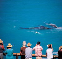 Whale Watching At Head Of Bight - Goulburn Accommodation