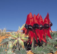 Alan Mclellan Lookout - Goulburn Accommodation