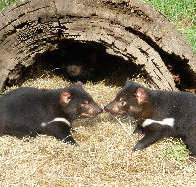 Wing's Wildlife Park - Goulburn Accommodation