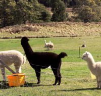 Maydena Country Cabins Accommodation  Alpaca Stud - Goulburn Accommodation