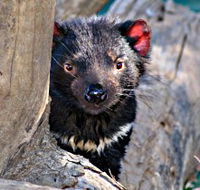 Trowunna Wildlife Sanctuary - Goulburn Accommodation