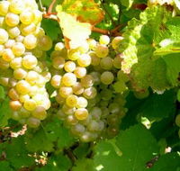 Winstead Vineyard - Goulburn Accommodation