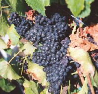 Darlington Vineyard - Goulburn Accommodation