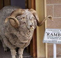 Tasmanian Wool Centre - Goulburn Accommodation