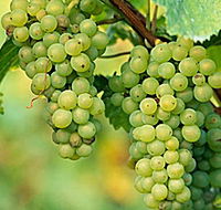 TP Vineyards - Goulburn Accommodation