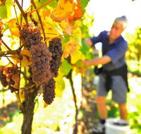 Native Point Wines - Goulburn Accommodation