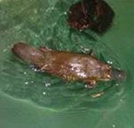 Platypus House - Goulburn Accommodation