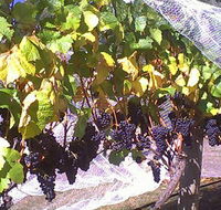 Palmara Vineyard - Goulburn Accommodation