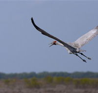 Gayngaru Wetlands Interpretive Walk - Goulburn Accommodation