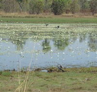 Leaning Tree Lagoon Nature Park - Goulburn Accommodation