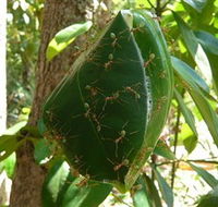 Greenant Creek Walk - Goulburn Accommodation