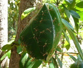 Greenant Creek Walk - Goulburn Accommodation 0