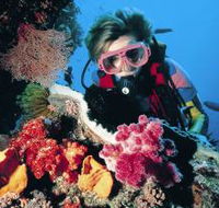 Cook Island Dive Site - Goulburn Accommodation