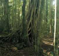 Lamington National Park Binna Burra Section - Goulburn Accommodation