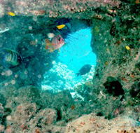 Michaelmas Cay Dive Site - Goulburn Accommodation