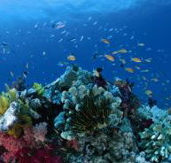 Southern Small Detached Reef Dive Site - Goulburn Accommodation