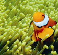 Thetford Reef Dive Site - Goulburn Accommodation