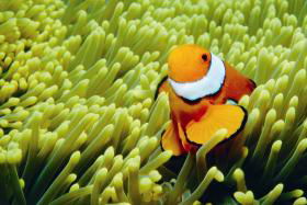 Thetford Reef Dive Site - Goulburn Accommodation 0