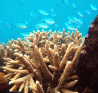 Normanby Reef - Goulburn Accommodation