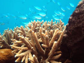 Normanby Reef - Goulburn Accommodation 0