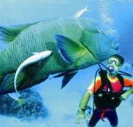 Cod Hole Dive Site - Goulburn Accommodation