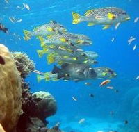 Coral Gardens Dive Site Flynn Reef - Goulburn Accommodation