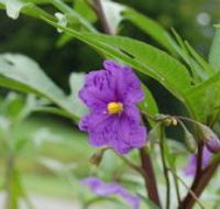Alpha Native Flower Garden - Goulburn Accommodation