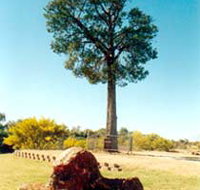 Robbers Tree - Goulburn Accommodation