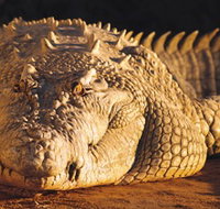 Koorana Crocodile Farm - Goulburn Accommodation
