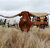 Texas Longhorn Wagon Tours and Safaris - Goulburn Accommodation