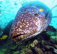 Lady Musgrave Island Dive Sites - Goulburn Accommodation