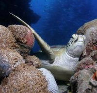Light House Bommie Dive Site - Goulburn Accommodation