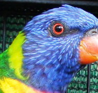 Fraser Coast Wildlife Sanctuary - Goulburn Accommodation