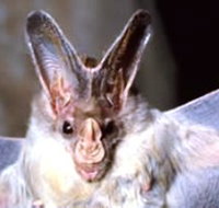 Mount Etna Caves National Park - Goulburn Accommodation