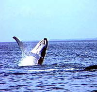 Whale Watching - Goulburn Accommodation
