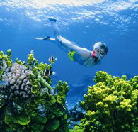 Wheeler Reef Dive Site - Goulburn Accommodation