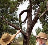 Charleville - Outback Native Timber Walk - Goulburn Accommodation