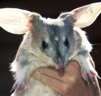 Charleville - Bilby Experience - Goulburn Accommodation