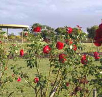 Elizabeth Park Rose Gardens - Goulburn Accommodation