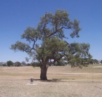 Historic Coolabah Tree - Goulburn Accommodation