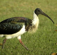 Toowoomba Bicentennial Waterbird Habitat - Goulburn Accommodation