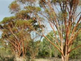 Myall Park Botanic Garden - Goulburn Accommodation 0