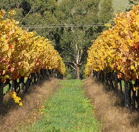 Wild Dog Winery  Restaurant - Goulburn Accommodation