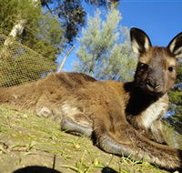 Ballarat Wildlife Park - Goulburn Accommodation
