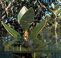 Jawbone Marine Sanctuary - Goulburn Accommodation